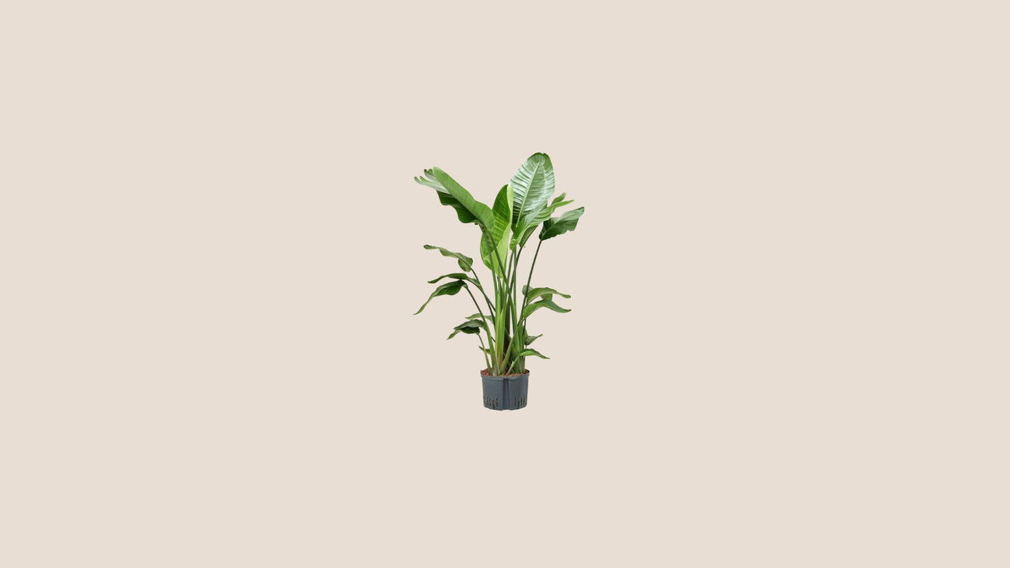 Plantes taille L