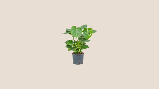 Plantes taille M