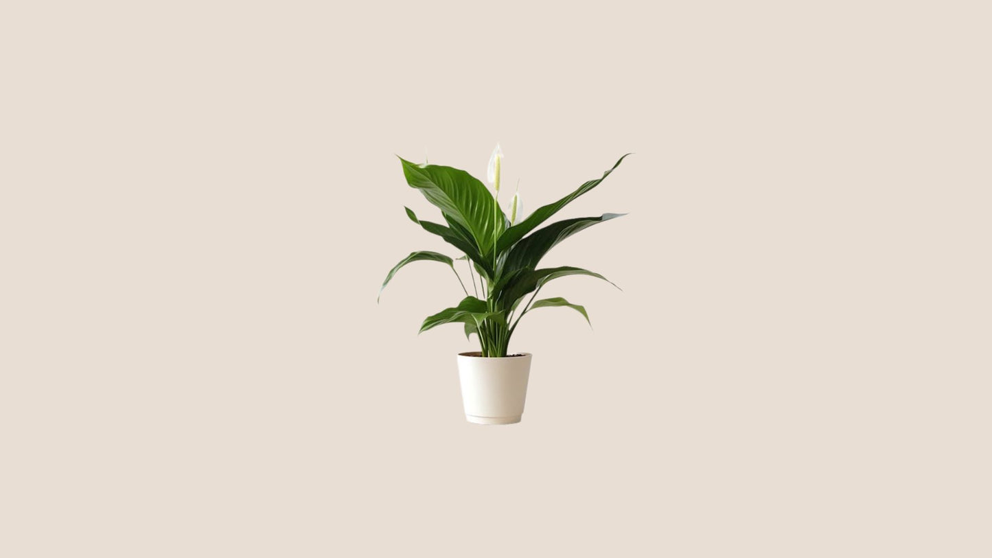 Plantes taille M