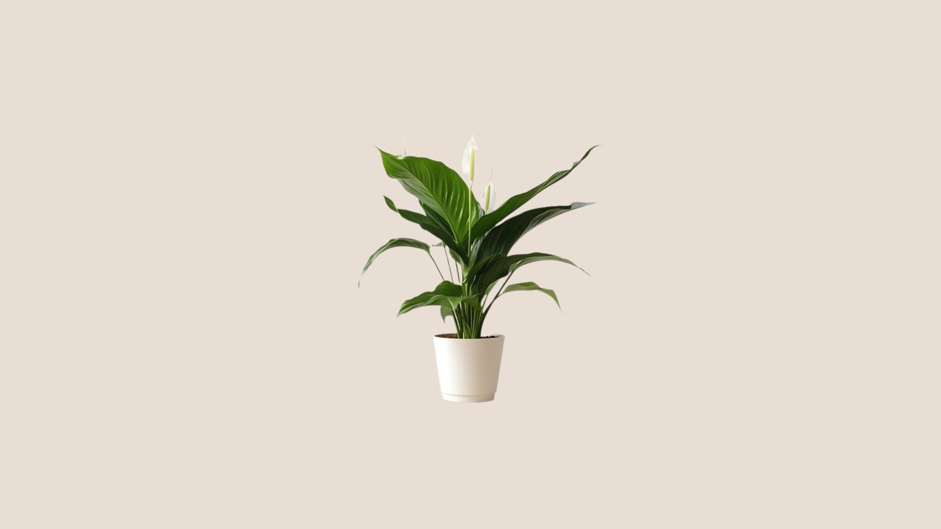Plantes taille M