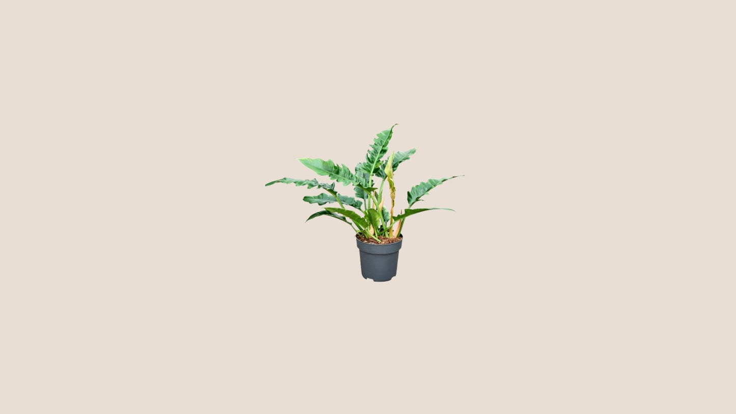 Plantes taille M