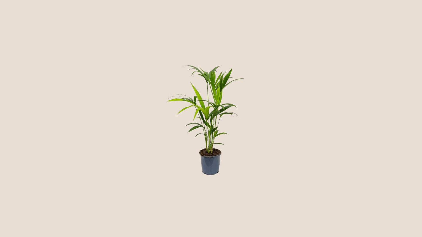 Plantes taille M